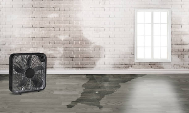 Best Flood damage cleanup  in Watervliet, MI